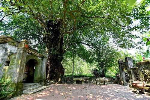 Miếu cây thị, nơi có cây thị cổ hơn 600 năm tuổi được công nhận là cây di sản. Ảnh: Thanh Hòa/Báo ảnh Việt Nam