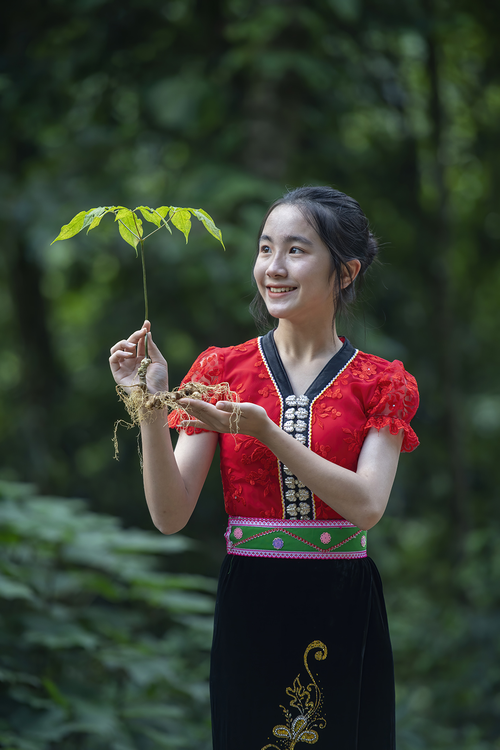Giới thiệu cây sâm Lai Châu của Công ty cổ phần Sâm Pisilung, tỉnh Lai Châu. Ảnh: Báo Nông nghiệp và Môi trường