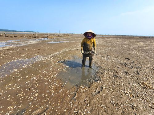  Người dân ở xã Mai Phụ vừa thiệt hại do nghêu chết, vừa tốn công sức thu gom vỏ nghêu đổ bỏ 