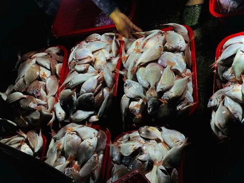 Thời tiết dịp Ngày Giải phóng miền Nam 30/4 và Ngày Quốc tế Lao động 1/5 ổn định, tạo điều kiện thuận lợi để ngư dân vùng biển Thạch Kim vươn khơi, trúng đậm nhiều mẻ hải sản tươi ngon, đa dạng.