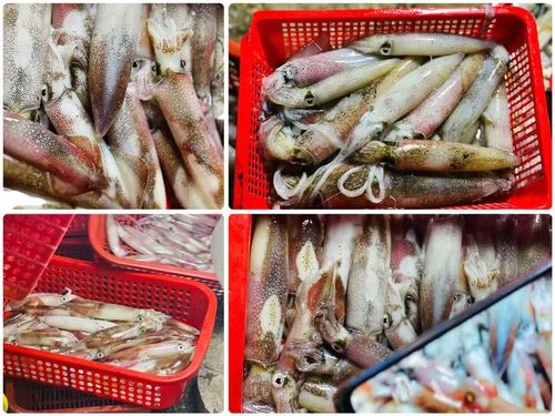 Những con mực câu ở Thạch Kim trong veo, lớp da lấp lánh ánh bạc, tươi roi rói, dường như vẫn còn mang theo nhịp thở mặn mòi của biển khơi.
