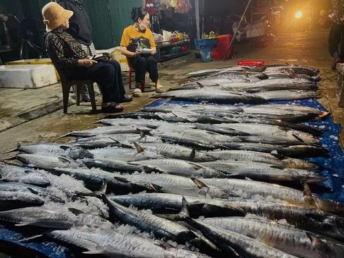 Cá thu "câu" - đặc sản nổi tiếng của vùng biển Thạch Kim. Giá cá thu câu thời điểm này từ 180.000 đồng-200.000 đồng/kg.