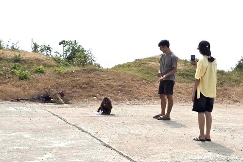 Khỉ hoang ở đường ven biển Phước Tân - Bãi Ngà. Ảnh: TN