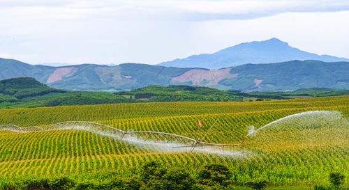 Ứng dụng tưới tự động trong sản xuất nông nghiệp công nghệ cao của Tập đoàn TH. Ảnh: T.H