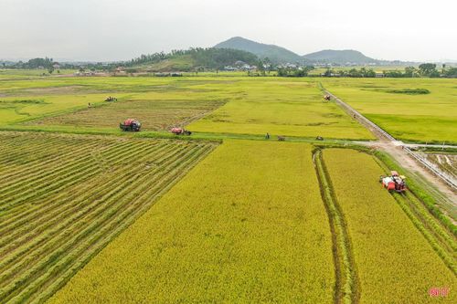 Đặc biệt, thực hiện Nghị quyết số 06-NQ/TU về lãnh đạo, chỉ đạo thực hiện tập trung, tích tụ ruộng đất gắn với xây dựng nông thôn mới giai đoạn 2021 - 2025 và những năm tiếp theo, đến nay, diện tích hoàn thành việc thực hiện chuyển đổi, tập trung, tích tụ ruộng đất toàn tỉnh đạt hơn 14.100 ha tại 49/69 xã, phường góp phần nâng cao sản lượng, đẩy nhanh tiến độ thu hoạch.