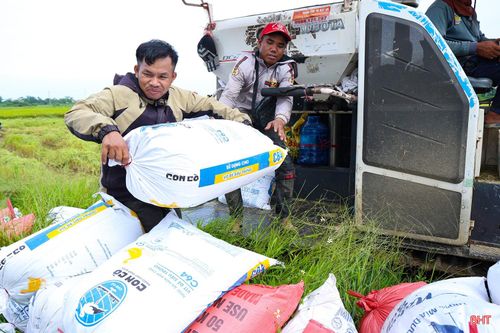 Những chiếc máy gặt cỡ lớn hoạt động liên tục, tích cực hỗ trợ bà con nông dân đẩy nhanh tiến độ thu hoạch.