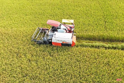 Trên cánh đồng rộng hơn 30 ha của thôn Đại Bản (xã Gia Hanh), nông dân tập trung xuống đồng gặt hái thành quả sau nhiều tháng ngày dày công chăm bón.