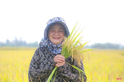 Theo thống kê, năng suất lúa bình quân của xã Đan Hải đạt 51,6 tạ/ha, tổng sản lượng ước đạt hơn 2.500 tấn.