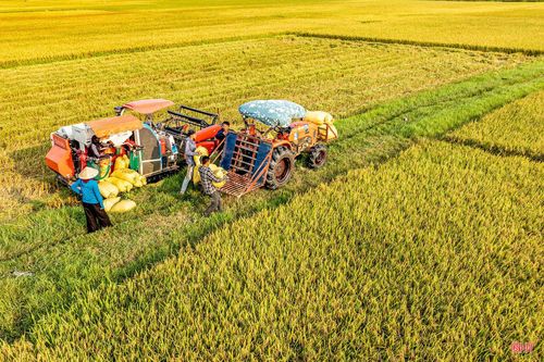  Bà con nông dân xã Đan Hải cũng tập trung tối đa nhân lực, huy động máy móc để thu hoạch lúa vụ xuân. Trên các cánh đồng, tiếng máy gặt đập liên hợp hòa cùng nhịp lao động hối hả, tạo nên bức tranh ngày mùa sôi động. Ảnh Đậu Hà. 