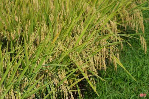 Vụ xuân năm nay, bà con nông dân xã Tùng Lộc tiếp tục đón một mùa vàng bội thu, năng suất dự kiến đạt trên 65 - 66 tạ/ha. Với mỗi người nông dân, niềm vui trong ngày hội thống nhất non sông chính là được thu hoạch thành quả sau bao ngày chăm sóc, vun trồng.