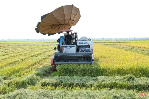 Hiện nay, đồng ruộng tập trung, liền thửa, hệ thống hạ tầng đồng bộ giúp người dân xã Tùng Lộc thu hoạch nhanh gọn diện tích lúa xuân trên địa bàn.