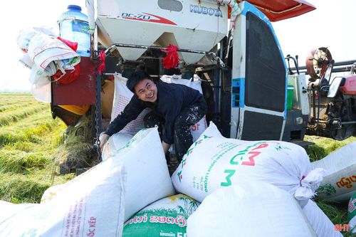 Những bao lúa nặng trĩu được người dân thoăn thoắt vận chuyển lên xe đưa đến điểm tập kết bán cho thương lái. Không khí mùa gặt vì thế càng thêm khẩn trương hơn.