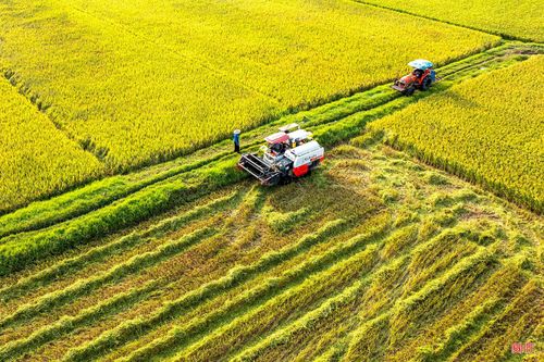  Được biết, toàn xã Đan Hải gieo cấy hơn 480 ha lúa. Nhờ điều kiện thời tiết thuận lợi cùng việc chủ động áp dụng tiến bộ kỹ thuật, các giống lúa chủ lực như Long Hương, VT404, N24, Hương Thơm 1,... sinh trưởng tốt, ít sâu bệnh, cho năng suất cao. Ảnh Đậu Hà 