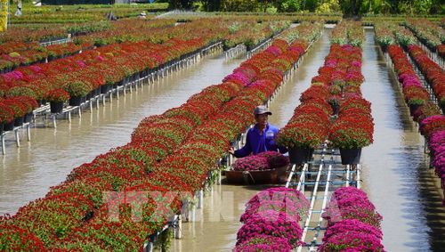 Làng hoa Sa Đéc trăm tuổi. Ảnh: Nhựt An - TTXVN