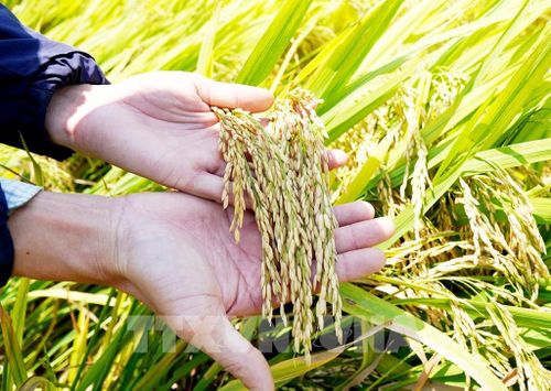 Hội viên Tổ hội nông dân nghề nghiệp mô hình sản xuất cung cấp lúa gạo sạch xã Sơn Tịnh kiểm tra chất lượng lúa trong giai đoạn thu hoạch. Ảnh: Lê Phước Ngọc - TTXVN