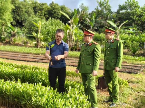 Mô hình kinh tế sản xuất cây lâm nghiệp của gia đình anh Hà Đình Quy, thôn Quyết Thắng 1, xã Luận Thành.