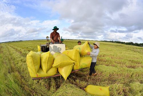 Nông dân thu hoạch lúa trên cánh đồng ven kênh Chống Mỹ, hưởng lợi từ nguồn nước điều tiết theo mùa.