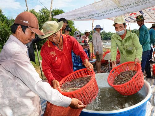 Nông dân dọc theo kênh Chống Mỹ phát triển mô hình nuôi tôm, nâng cao thu nhập, ổn định cuộc sống.