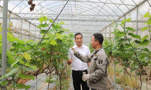 Vườn nho trồng trong nhà màng của Trường Đại học Nông - Lâm Bắc Giang.