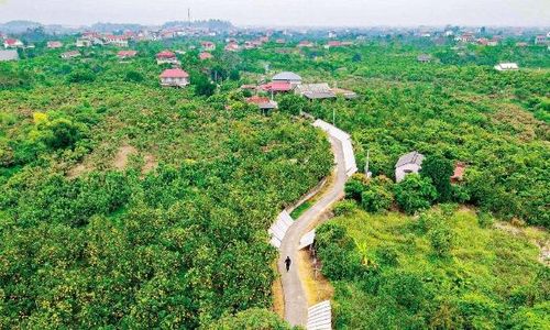  Vườn cam, bưởi ở phường Chũ. 