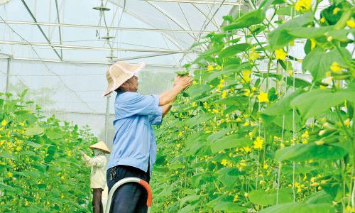  Sản xuất nông nghiệp sạch, hữu cơ tại trang trại nông nghiệp ứng dụng công nghệ cao Delco (phường Ninh Xá). 