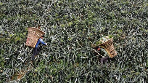 Để bám vào sườn đồi như dựng đứng, nông dân phải dùng gậy chống. Gậy này cũng giúp họ giữ thăng bằng không bị ngã.