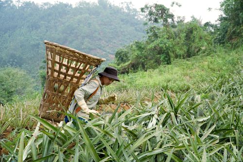 Trên những nương dứa ngọt thơm, nông dân đang dồn sức thu hoạch. Năm nay dứa được giá trung bình đạt 10.000 - 12.000 đồng/kg nên người trồng rất phấn khởi. Nhiều nương dứa có thể cho thu vài trăm triệu đồng/năm.