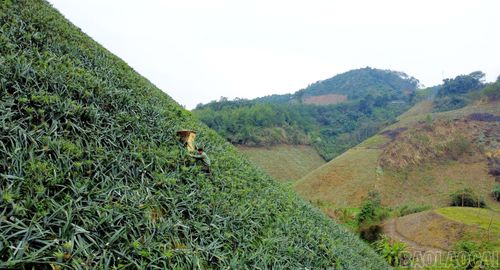Vào vụ thu hoạch, nông dân trồng dứa được ví như "người nhện" bám vào nương dứa dốc dựng đứng để thu hoạch.