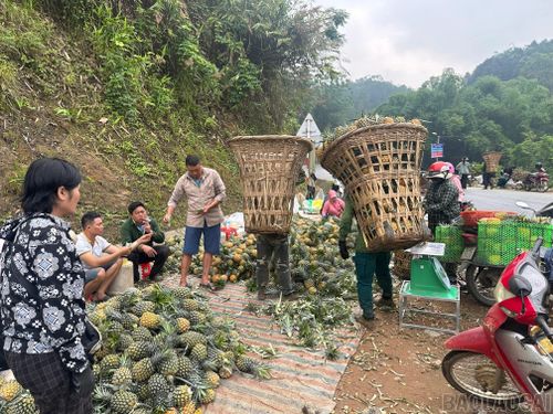 Nhộn nhịp "sàn" giao dịch dứa buổi sáng sớm - điểm trung gian đưa sản phẩm dứa quả tươi của Lào Cai tỏa đi muôn nơi.