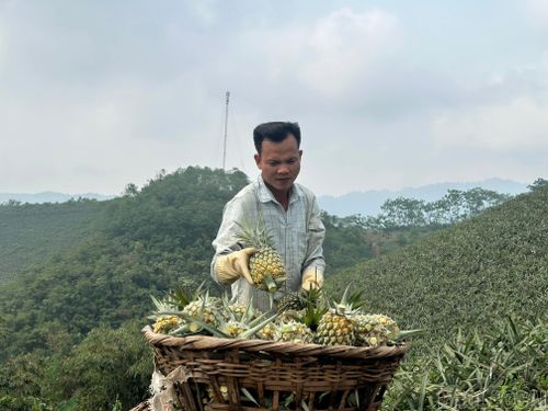 Nông dân phấn khởi khi dứa được giá.