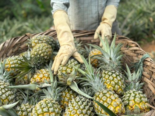 Dứa là loài quả khó thu hoạch, người nông dân phải dùng hai lớp găng tay dày để không bị gai đâm, thu hoạch dứa dễ dàng hơn.