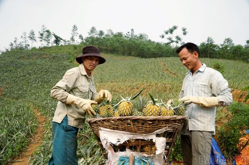 Dứa thu hoạch xong được xếp vào gùi lớn. Mỗi chiếc gùi chứa khoảng 1,3 - 1,5 tạ quả. Sau đó gùi được địu trên lưng chở xuống.