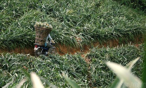 Mỗi chuyến xe chở dứa xuống điểm tập kết, nông dân phải gùi hơn 1 tạ trên lưng di chuyển trên con đường nhỏ, dốc dựng đứng ngày mưa trơn trượt nhưng họ luôn biết cách giữ thăng bằng, di chuyển khéo léo để gùi dứa đến điểm tập kết trong thời gian ngắn nhất mà không bị rủi ro.