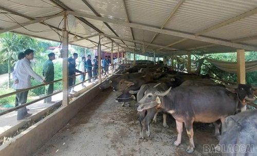 Người dân xã Phong Dụ Thượng được tổ chức tham quan, tự lựa chọn con giống để phát triển mô hình chăn nuôi.