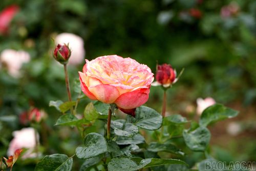 Đây là giống hoa khỏe, dễ chăm sóc.
