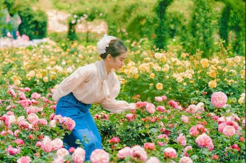 Du khách thích thú trước vẻ đẹp của hoa hồng.