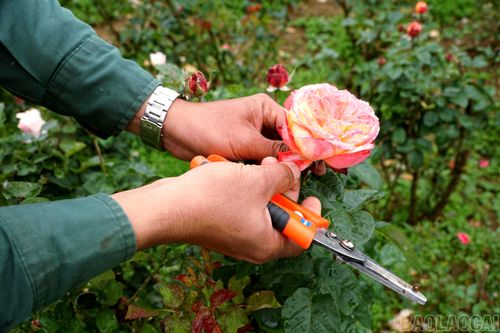 Để hoa đạt kích thước mong muốn cần cắt tỉa và bón phân đúng thời điểm.