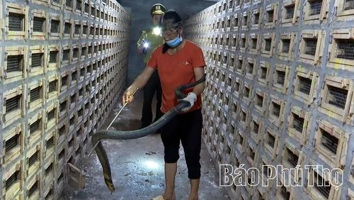 Cán bộ kiểm lâm kiểm tra cơ sở nuôi rắn hổ mang tại xã Thổ Tang.
