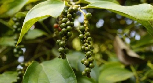 Giá tiêu tại hôm nay tiếp tục đi ngang trong khoảng 138.000 - 142.000 đồng/kg. Ảnh minh họa