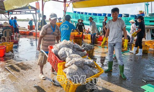 Nhộn nhịp Cảng cá Gành Hào.