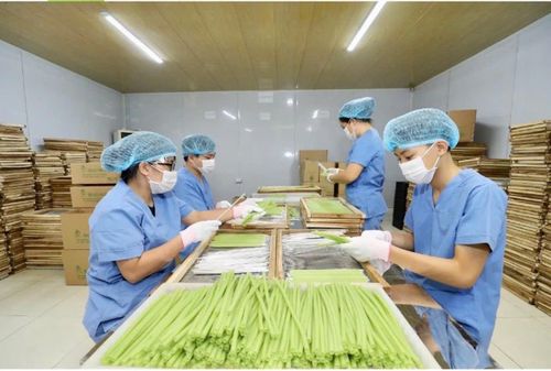 Sản phẩm ống hút rau củ của Hợp tác xã Nông nghiệp Sông Hồng (xã Thiên Lộc) đã được công nhận OCOP 4 sao. Ảnh: Tùng Nguyễn