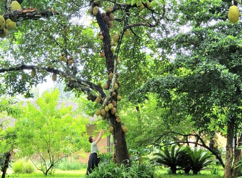Du khách tham quan, trải nghiệm du lịch nông thôn ở xã Đoài Phương. Ảnh: Thùy Nam