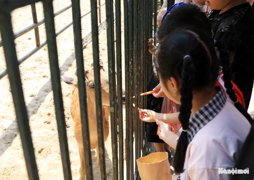 Bé Nguyễn Thùy Linh (xã Phúc Thịnh) chia sẻ: "Con rất thích tham quan ở nơi đây và cho thú ăn. Con thấy các loài vật ở đây rất thân thiện với con người".