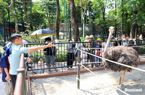 Anh Nguyễn Văn Tân (xã Phúc Thọ) chia sẻ: "Tranh thủ nghỉ lễ, chúng tôi đưa các cháu đi tham quan vườn thú. Với không gian rộng, thoáng mát, vườn thú là nơi thích hợp để bé nhà tôi tham gia các hoạt động ngoài trời".