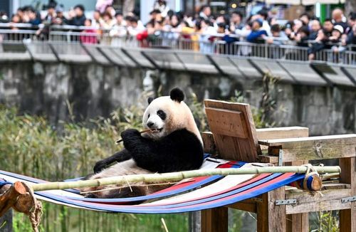 Một chú gấu trúc đang thưởng thức tre tại vườn thú Trùng Khánh, Trung Quốc. Ảnh: Tân Hoa Xã
