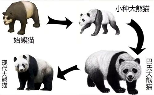 Hình ảnh cho thấy sự tiến hóa về thể chất của gấu trúc qua nhiều thế kỷ. Ảnh: Baidu