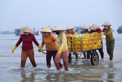 Phụ nữ địa phương lội biển kéo cá vào bờ từ sáng sớm