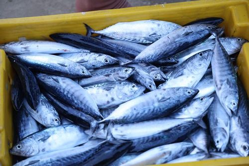Những mẻ cá tươi được phân loại để kịp đưa đi tiêu thụ trong ngày