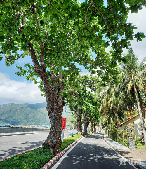 Những dãy bàng đặc trưng ở Côn Đảo. 