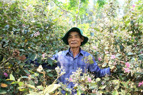 Những cây sim cao trên 2m, rực rỡ giữa khu vườn. Ảnh: NGUYỄN TRANG